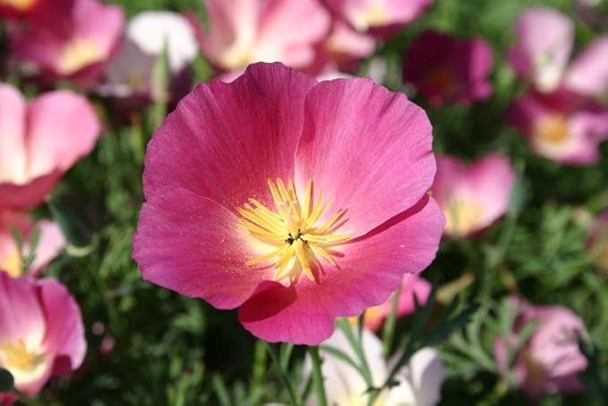 California Purple Gleam Poppy Seeds for Vibrant, Purple Blooms