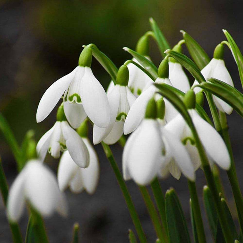 Galanthus Flower seeds for Planting - Compact Growth, Heirloom & GMO Free Seeds for Home Garden
