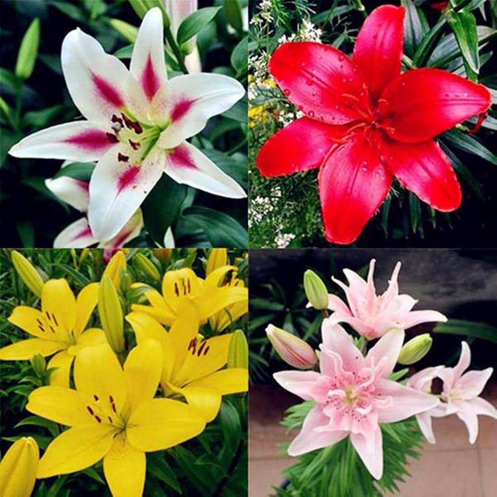 Perfume Lily Seeds