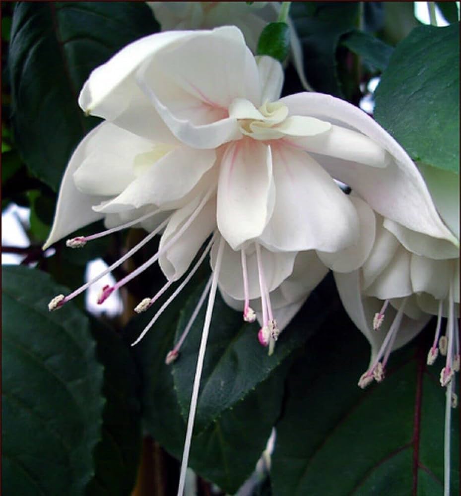 Fuchsia Flower Seeds for Planting - Green & White Variety