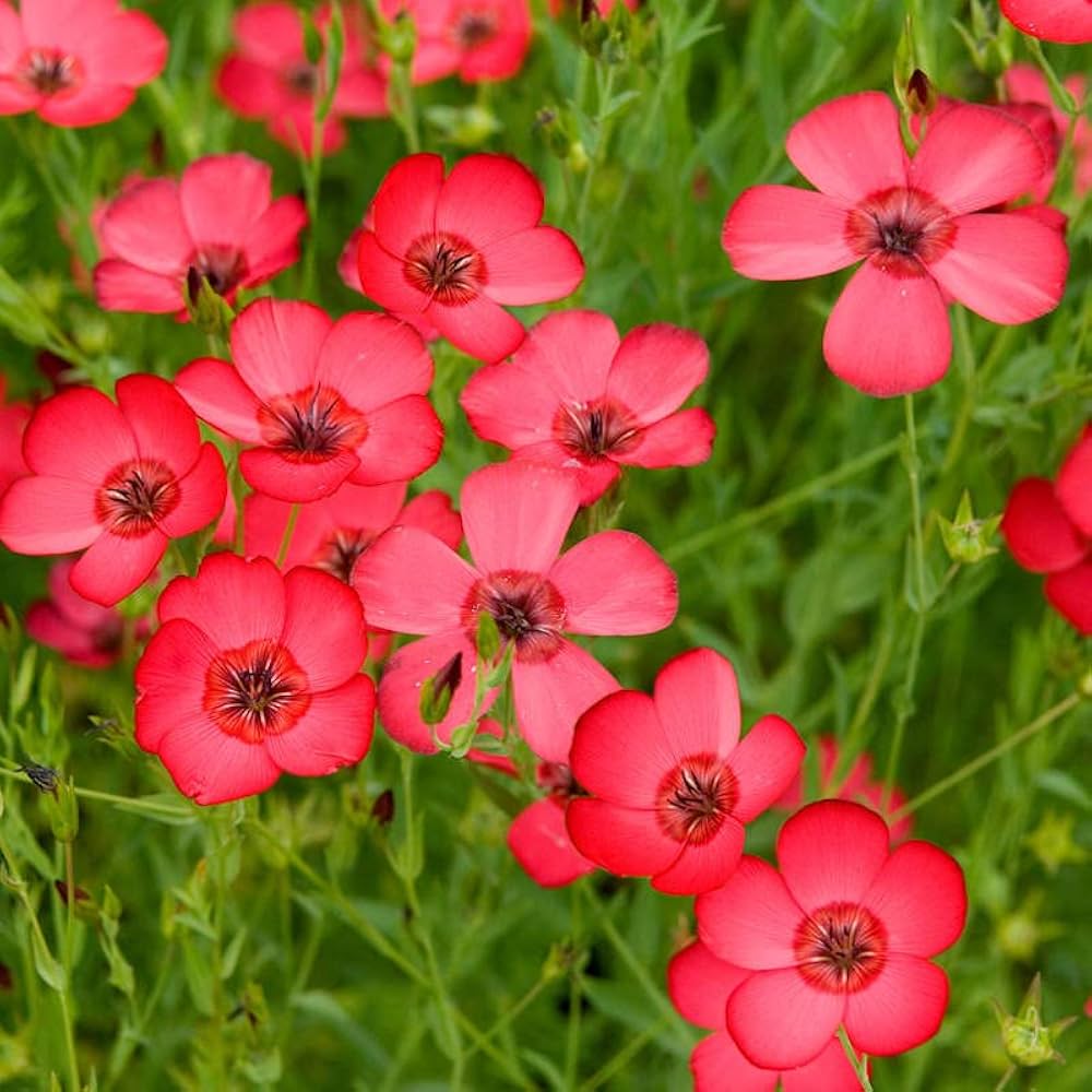 Grandiflorum Flower seeds for Planting Seasonal Bloomer Heirloom & GMO Free Seeds for Home Garden