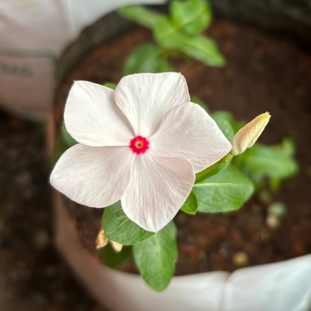 White Vinca Rosea Flower seeds for Planting - Hardy Variety, Heirloom & GMO Free Seeds for Home Garden
 
 Sale seeds for home garden