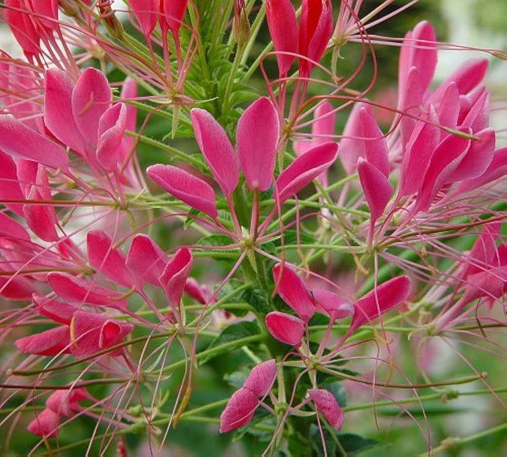 Cleome Cleome hassleriana Flower Seeds for Planting