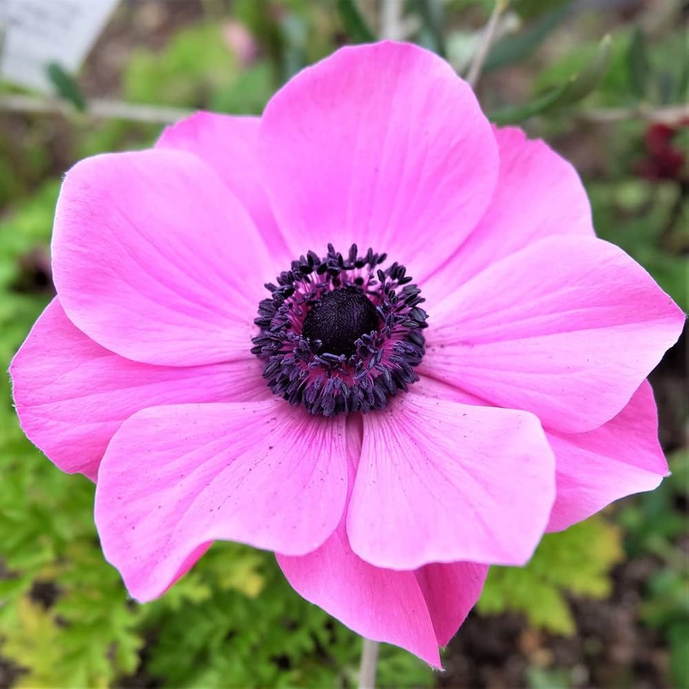 Anemone Flower seeds for Planting - Vibrant Colors, Heirloom & GMO Free Seeds for Home Garden
