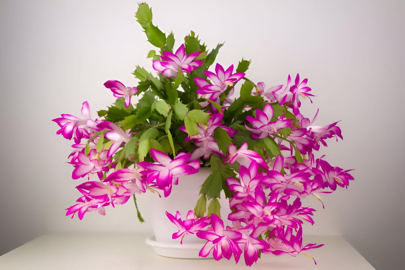 Pink & White Schlumbergera Flower seeds for Planting - Long Bloom Season, Heirloom & GMO Free Seeds for Home Garden