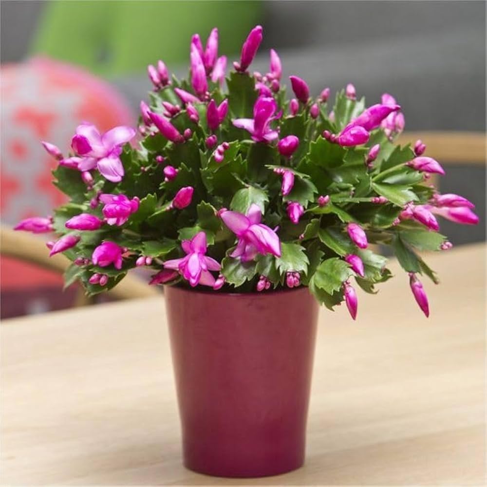 Zygocactus Purple Flower seeds for Planting - Shade Tolerant, Heirloom & GMO Free Seeds for Home Garden