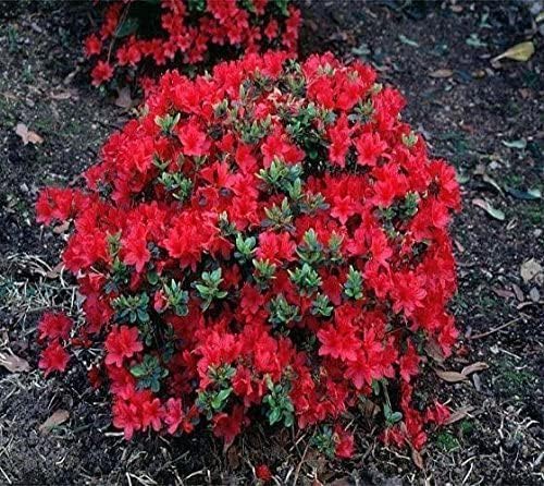 Azalea Flower Rhododendron spp. Seeds for Planting in Flower Bed & Garden