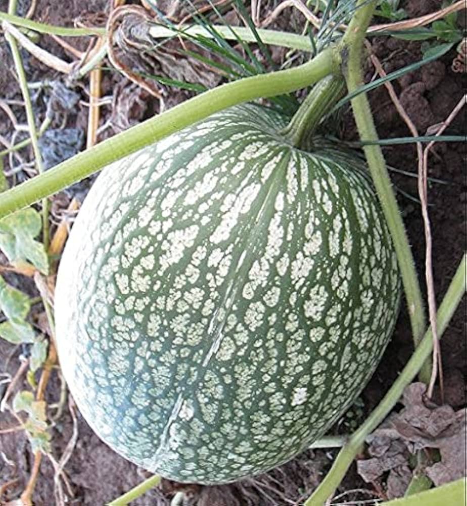 Shark Fin Melon Cucumis melo Seeds for Planting in Vegetable Patch