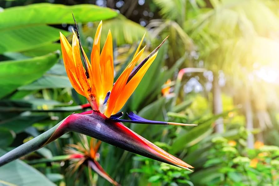 Orange Strelitzia Reginae Bird of Paradise Seeds for Planting in Tropical Garden