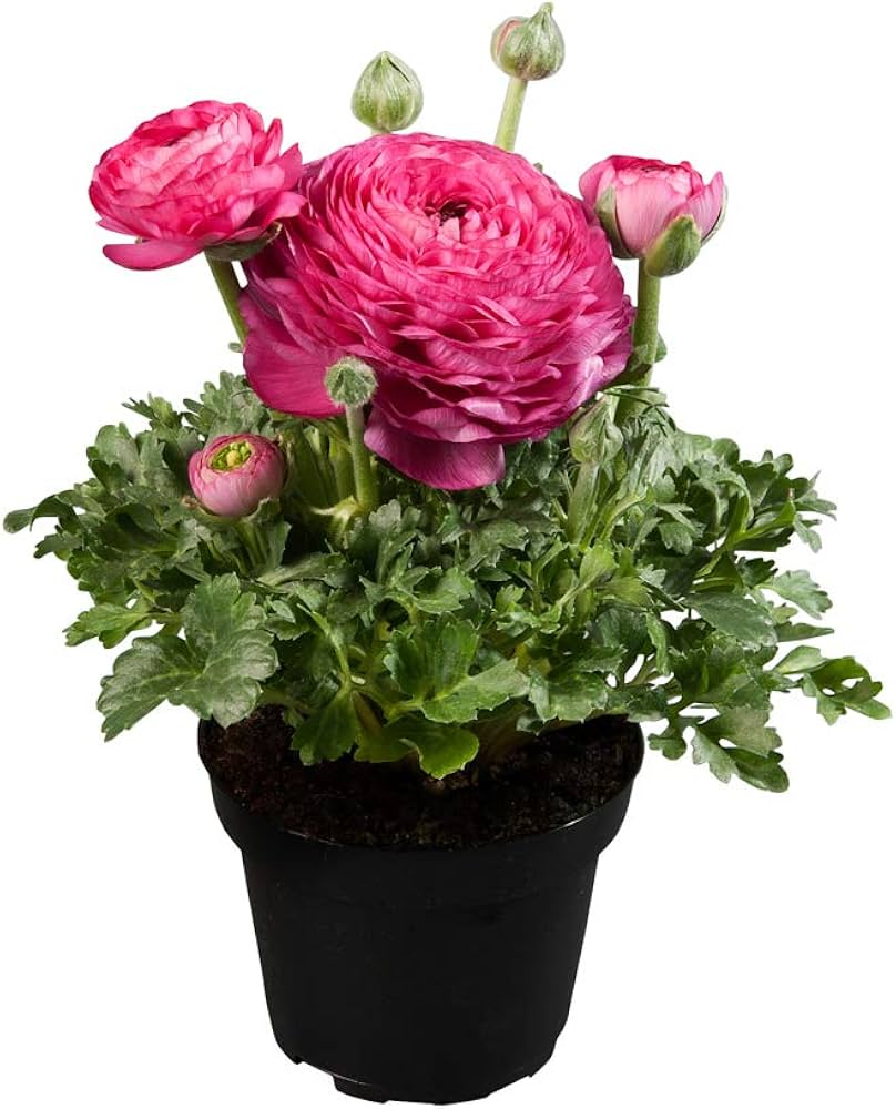 Ranunculus Asiaticus Seeds Ranunculus for Planting in Flower Bed & Garden