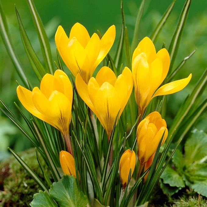Yellow Crocus Flower Seeds Hardy Variety Heirloom & GMO Free Seeds for Home Garden
 
 Sale