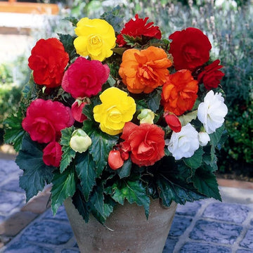 Mixed Begonia Flower seeds for Planting - Long Bloom Season, Heirloom & GMO Free Seeds for Home Garden