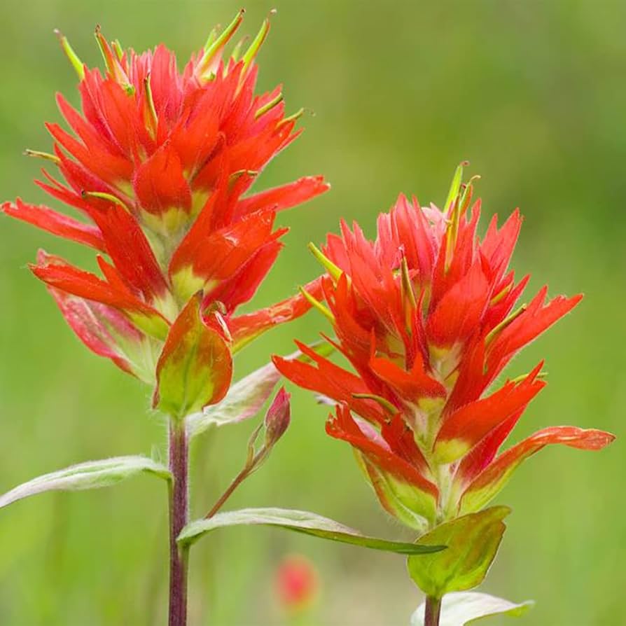 Orange Castilleja Flower seeds for Planting - Fragrant Blossoms, Heirloom & GMO Free Seeds for Home Garden