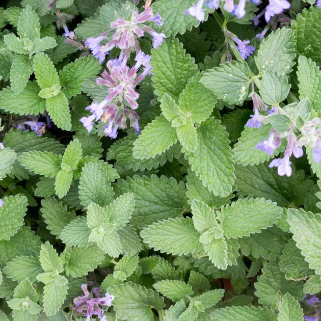 Catnip Seeds Nepeta cataria for Planting in Herb Garden and Patio Pot