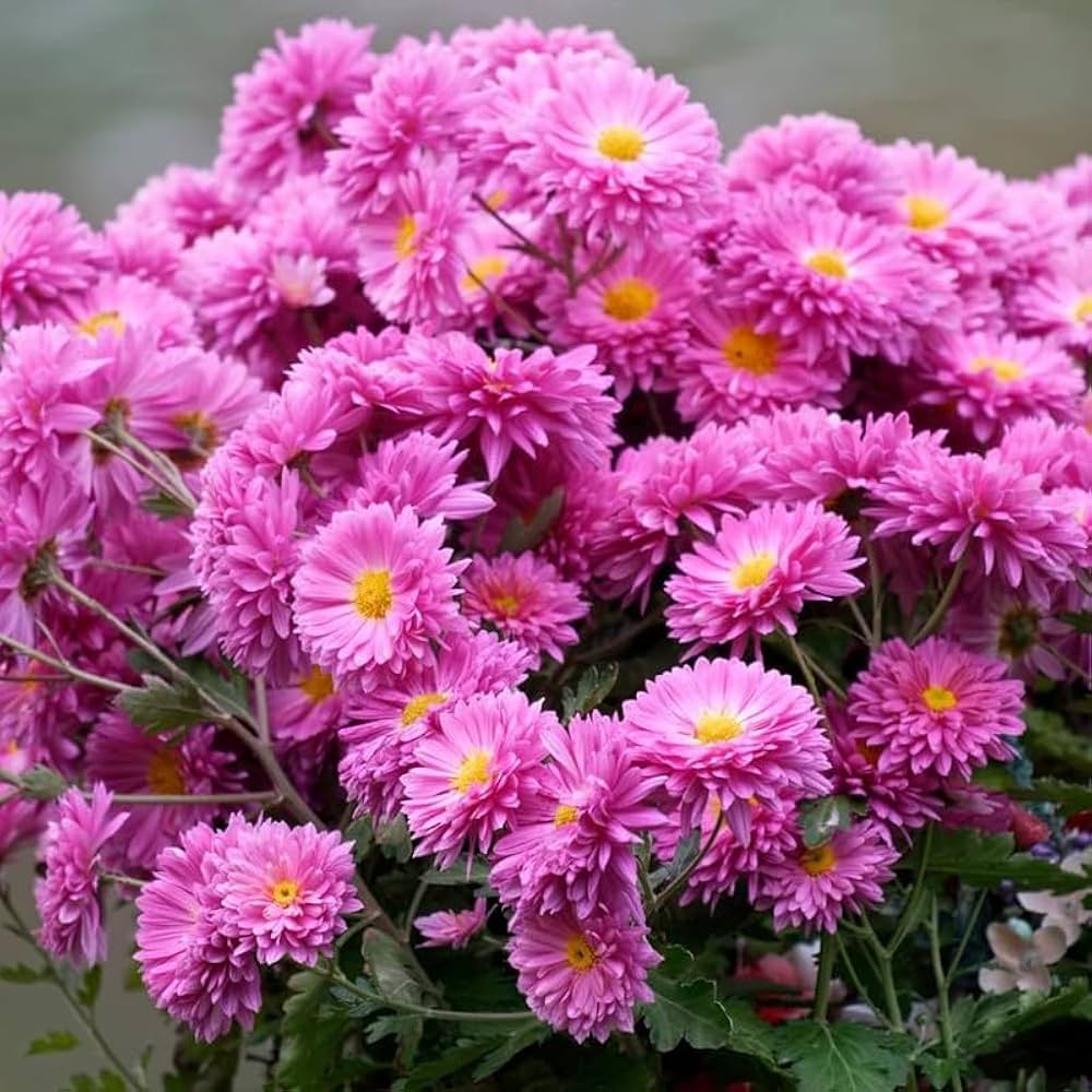 Rare Pink Chrysanthemum Bonsai Seeds for Planting - Evergrowseeds