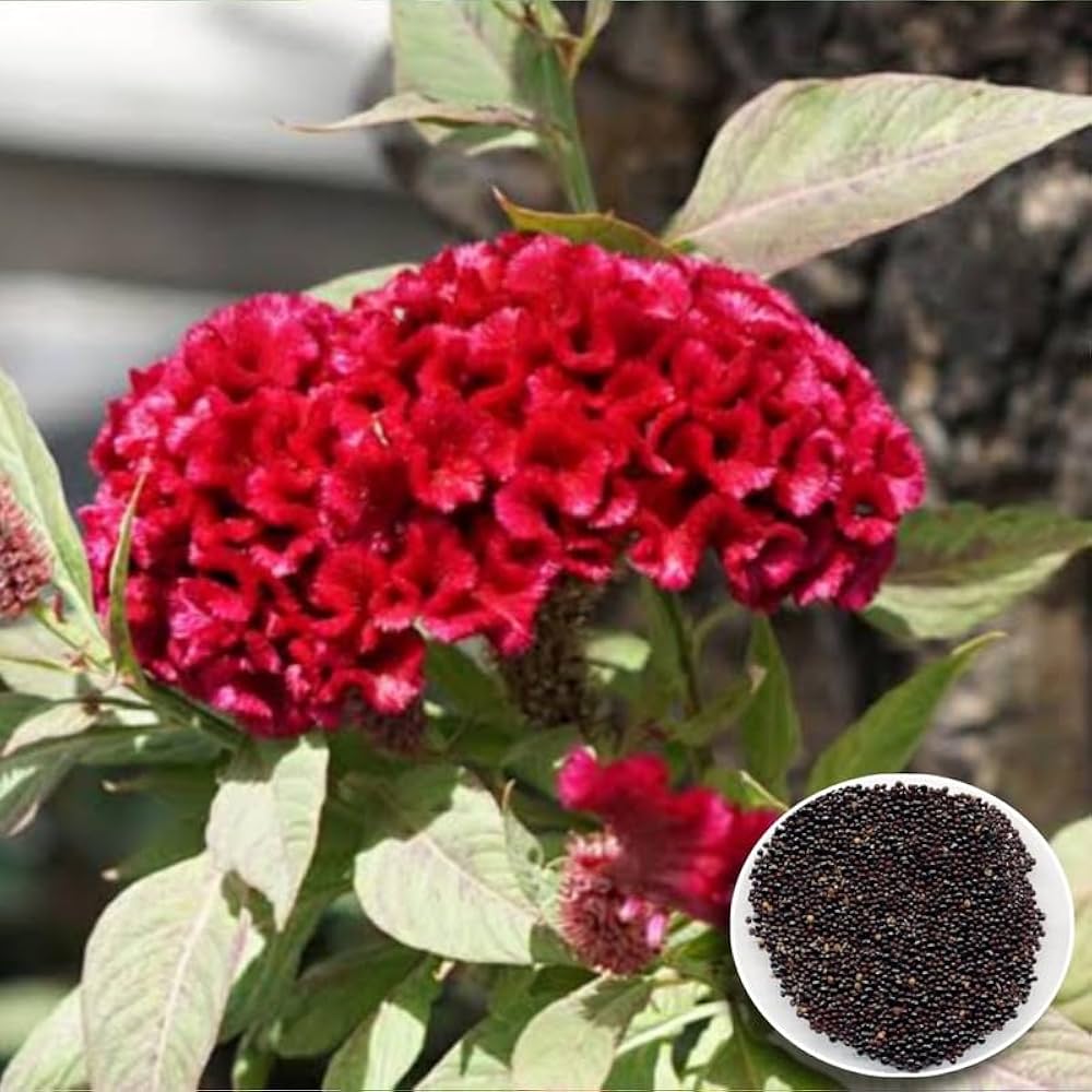 Cockscomb Seeds for Planting Celosia argentea for flower beds and ornamental gardens