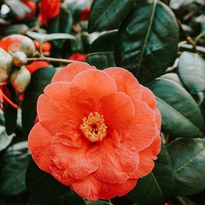 Light Orange Camellia Flower seeds for Planting - Perfect for Borders, Heirloom & GMO Free Seeds for Home Garden
 
 Sale seeds for planting in home garden