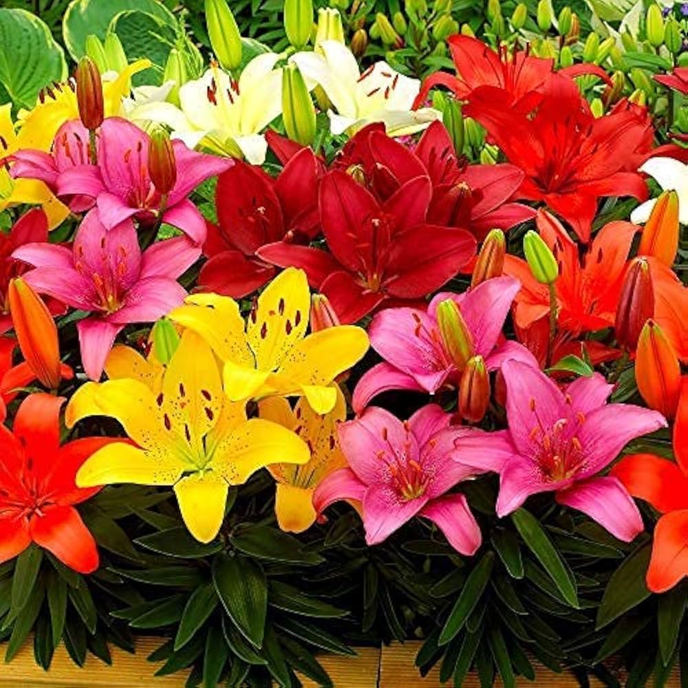 Lluvia Flower seeds for Planting - Cut Flower Favorite, Heirloom & GMO Free Seeds for Home Garden