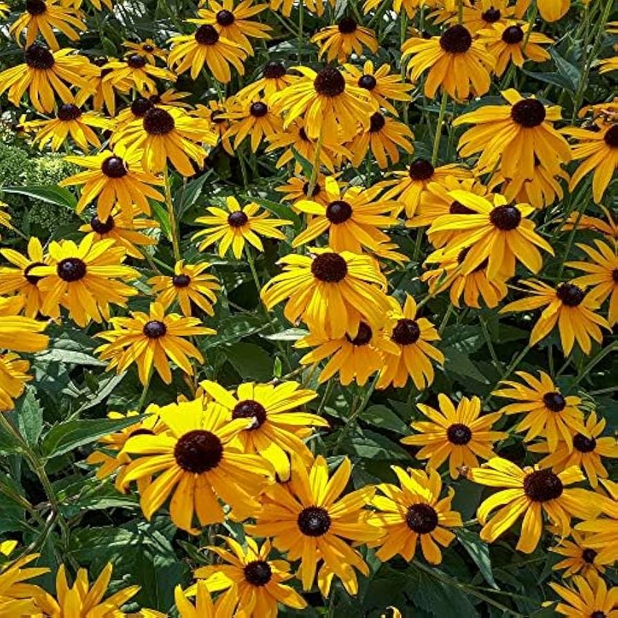 Rudbeckia Coneflower Rudbeckia hirta Seeds for Planting in Wildflower Garden
