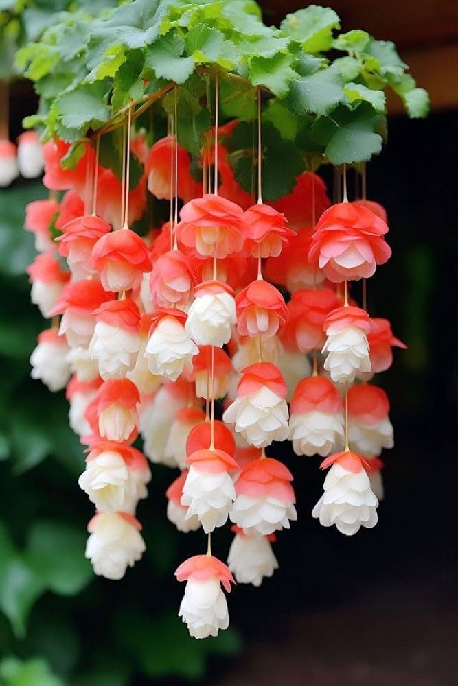 Begonia Boliviensis Flower seeds for Planting - Perfect for Borders, Heirloom & GMO Free Seeds for Home Garden