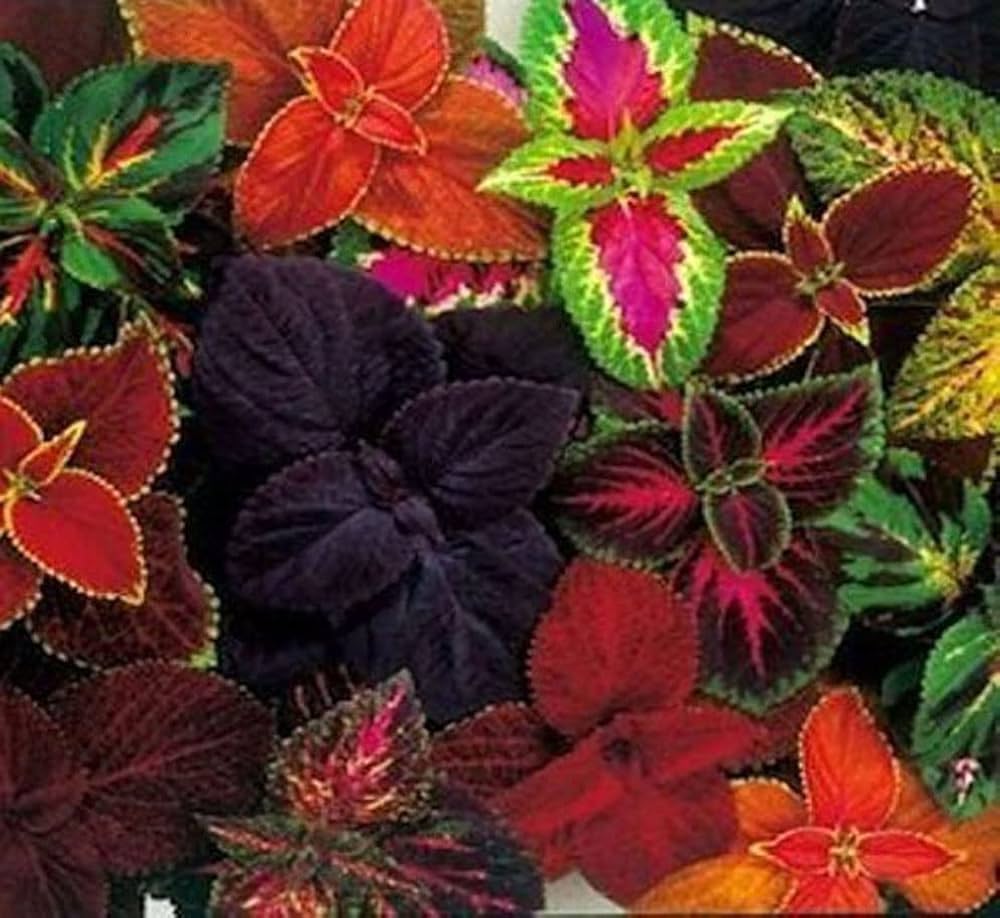 Rainbow Coleus Plectranthus scutellarioides Seeds for Planting - Ideal for Flower Bed & Urban Garden