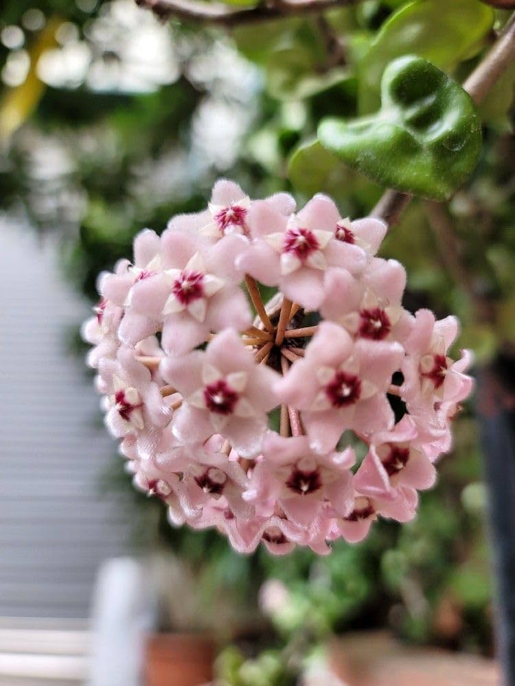 Hoya Carnosa Flower seeds for Planting - Compact Growth, Heirloom & GMO Free Seeds for Home Garden