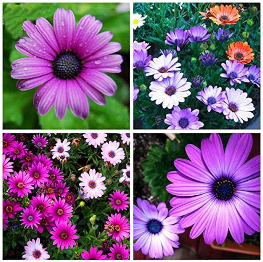 Afano Blue-Eyed Daisy Seeds – Osteospermum for Indoor Flower Planting