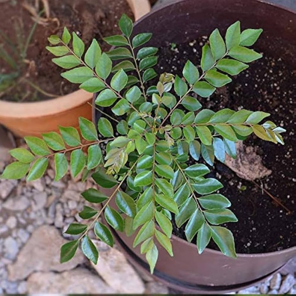 Curry Leaf Vegetable Seeds for Planting