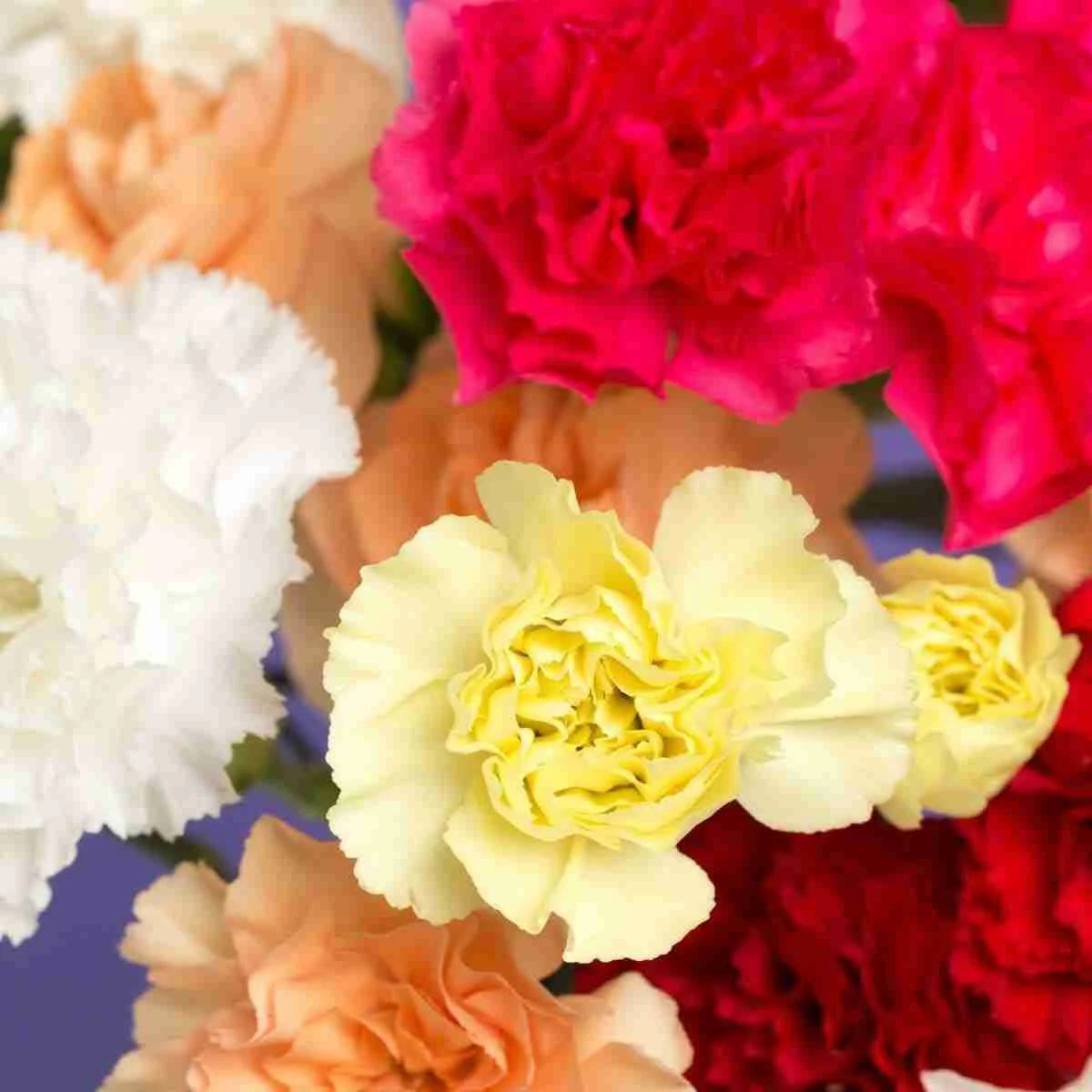 Mixed Dianthus Caryophyllus Flower Seeds for Planting Long Bloom Season Heirloom & GMO Free Seeds for Home Garden
 
 Sale