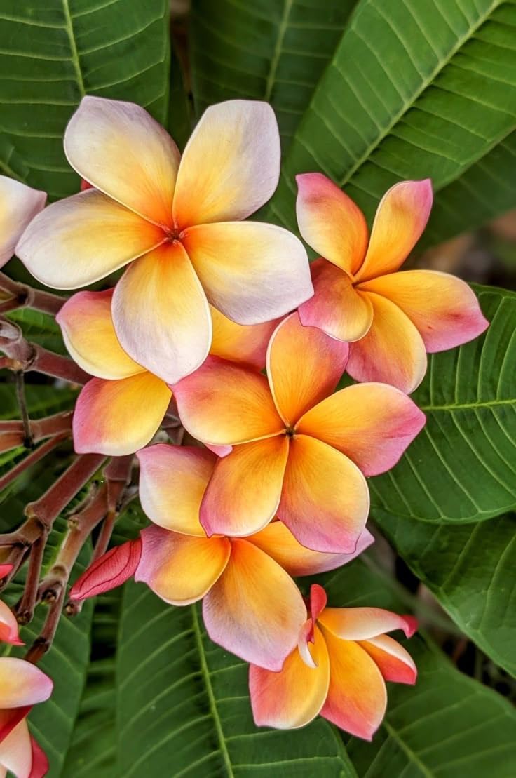 Orange Frangipani Flower seeds for Planting - Garden Favorite, Heirloom & GMO Free Seeds for Home Garden