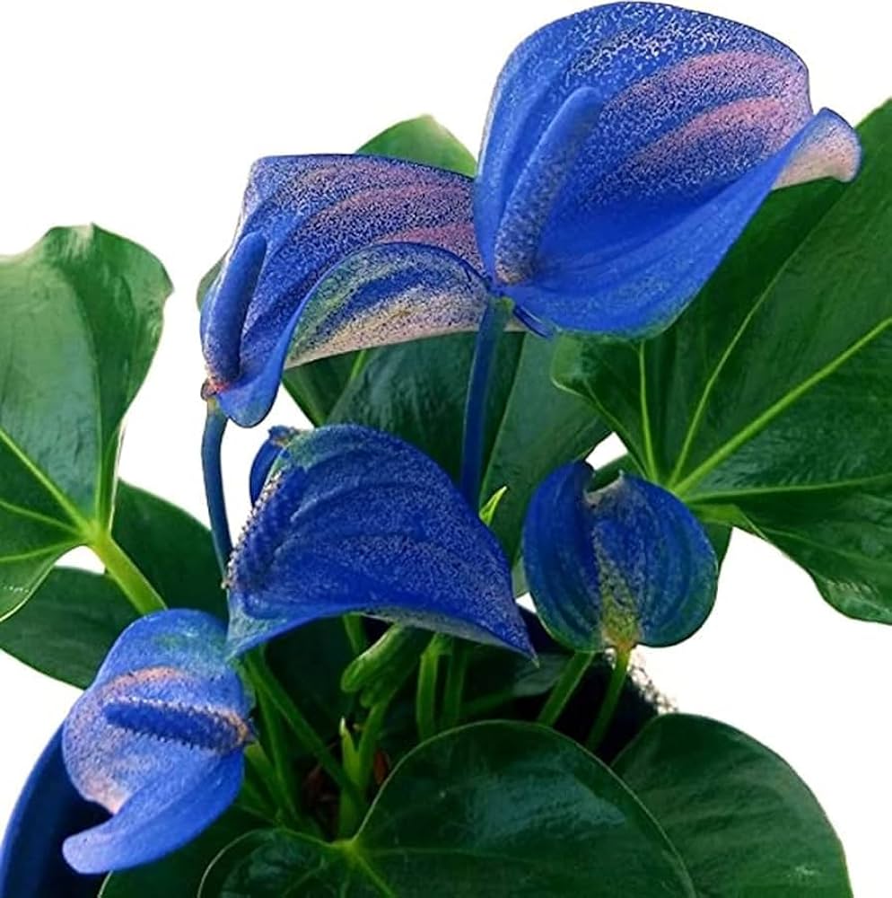 Blue Anthurium for Planting Hardy Variety Heirloom & GMO Free Seeds for Home Garden
 
 Sale
