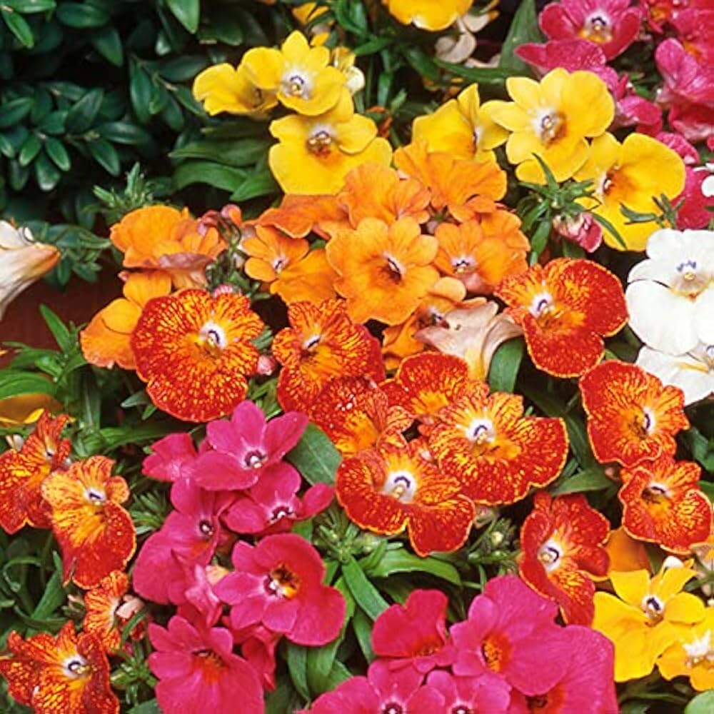 Nemesia Masquerade Seeds – Colorful Bi-Color Annual Garden Flowers