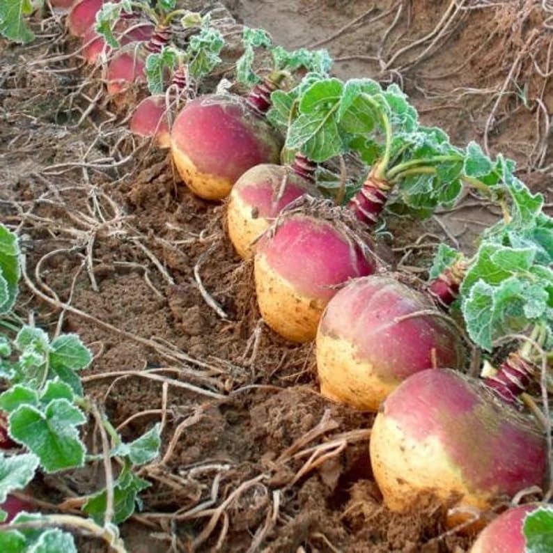 Swede Vegetable Seeds for Easy Planting