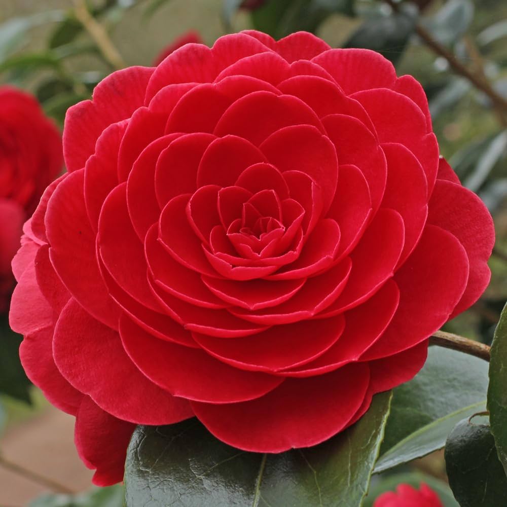 Camellia Japonica Flower seeds for Planting - Wildflower Mix, Heirloom & GMO Free Seeds for Home Garden