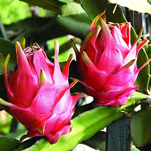 Red Pitaya Fruit Seeds for Easy Planting