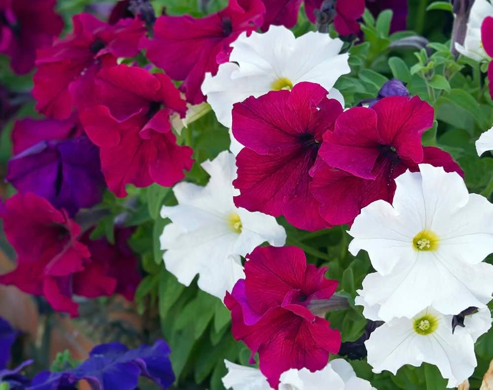 Tricolor Petunia flower seeds from Evergrowseeds for planting in flower beds, showcasing vibrant multicolored petunia blooms.