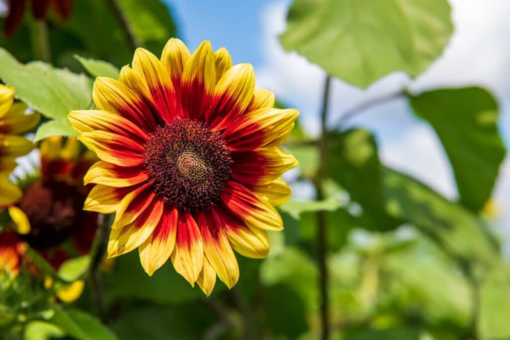 Branching Sunflower Seeds for Planting flower bed home garden