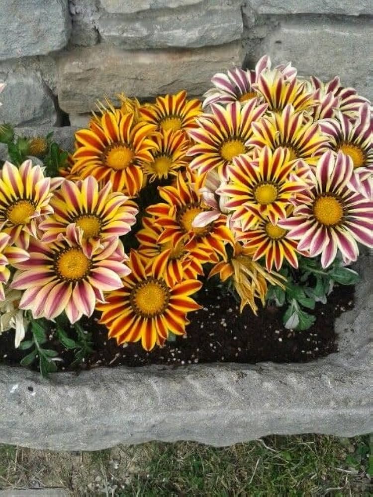 Gazania Kiss Lemon Yellow Gazania rigens Seeds for Planting flower bed rock garden