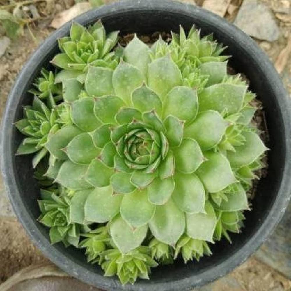 Hens and Chicks Flower seeds for Planting - Sun Loving, Heirloom & GMO Free Seeds for Home Garden