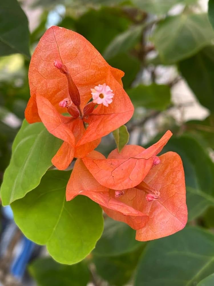 Bougainvillea Bougainvillea spp. Seeds for Planting - Ideal for Urban Garden & Flower Bed