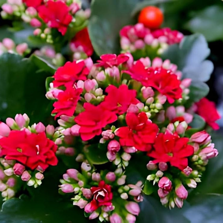 Kalanchoe Flower Seeds for colorful, low-maintenance garden plants