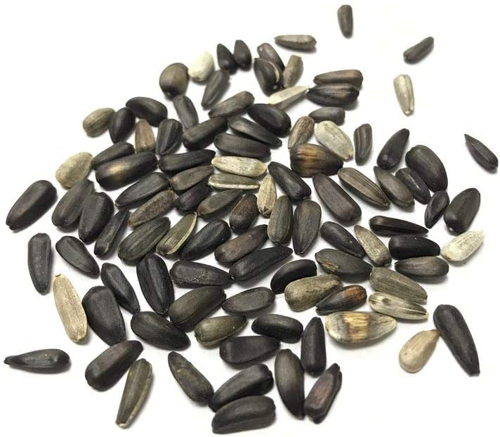 Sunflower Lemon Queen Seeds for Bright Yellow Blooms