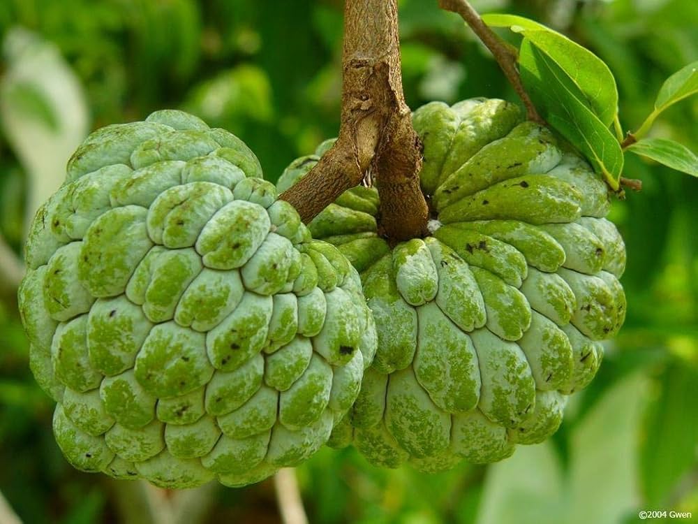 Annona Annona spp. Fruit Seeds for Planting in Tropical Garden