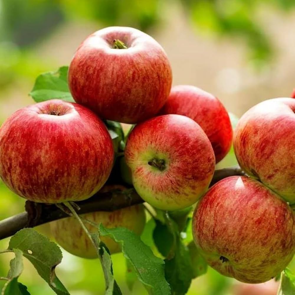 Mixed Apple Fruit Seeds for Planting - Grow Your Own Apple Trees