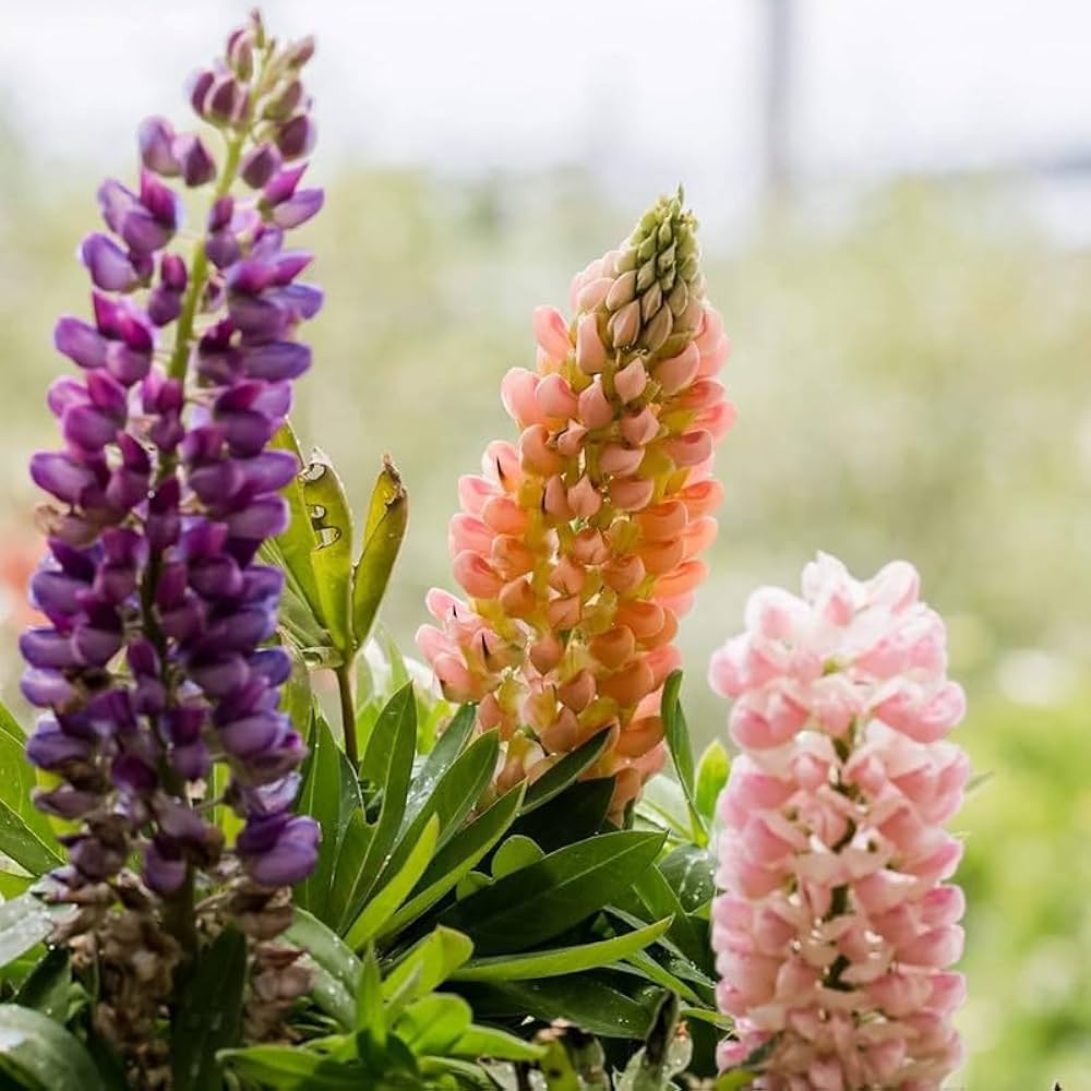 Mixed Lupine Flower Seeds for Planting Colorful Wildflower Garden