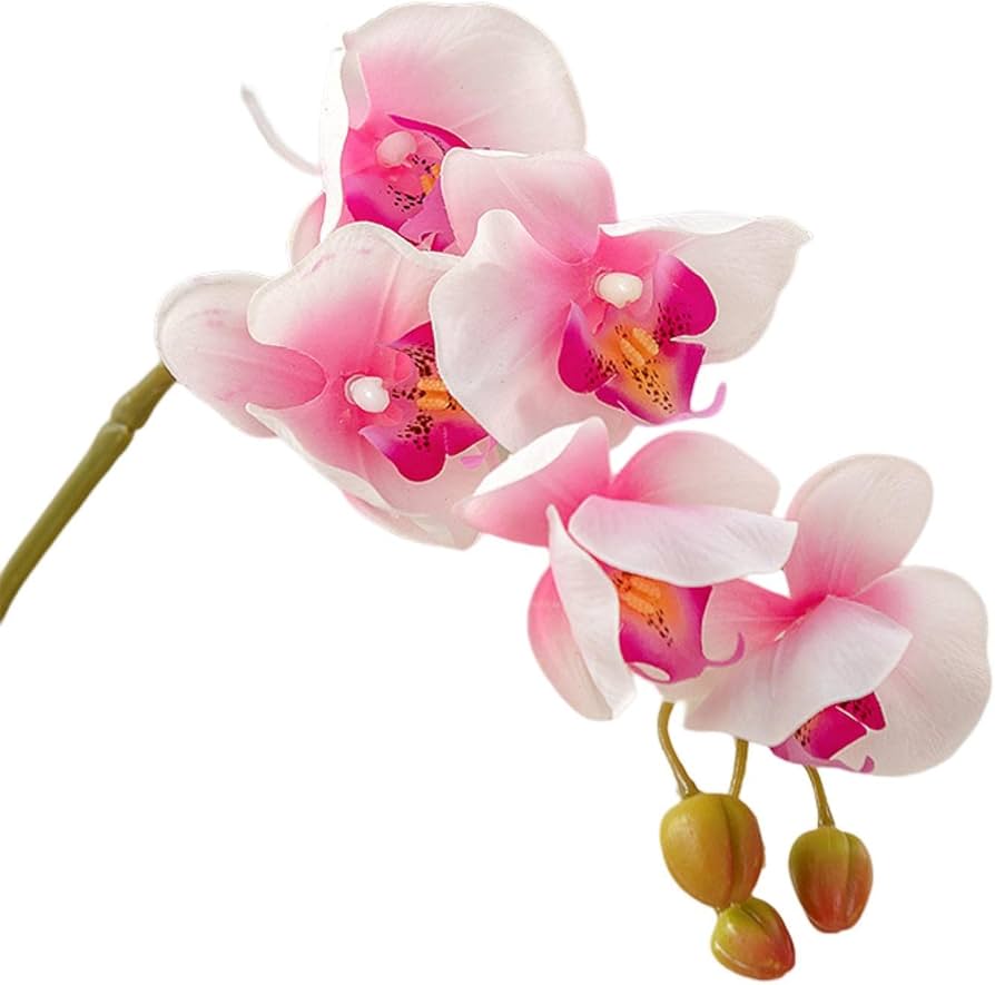 Pieces 19 Types Multiple Colors Butterfly Orchid Seed for Plantings for Planting Heirloom Non-GMO Seeds