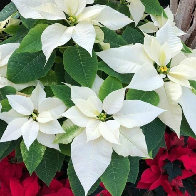 White Poinsettia Flower seeds for Planting - Hardy Variety, Heirloom & GMO Free Seeds for Home Garden