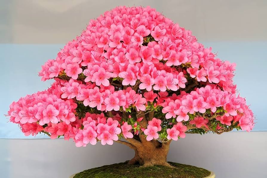 Rare Bonsai Hot Rose & Pink Azalea Seeds for Colorful Garden Blooms