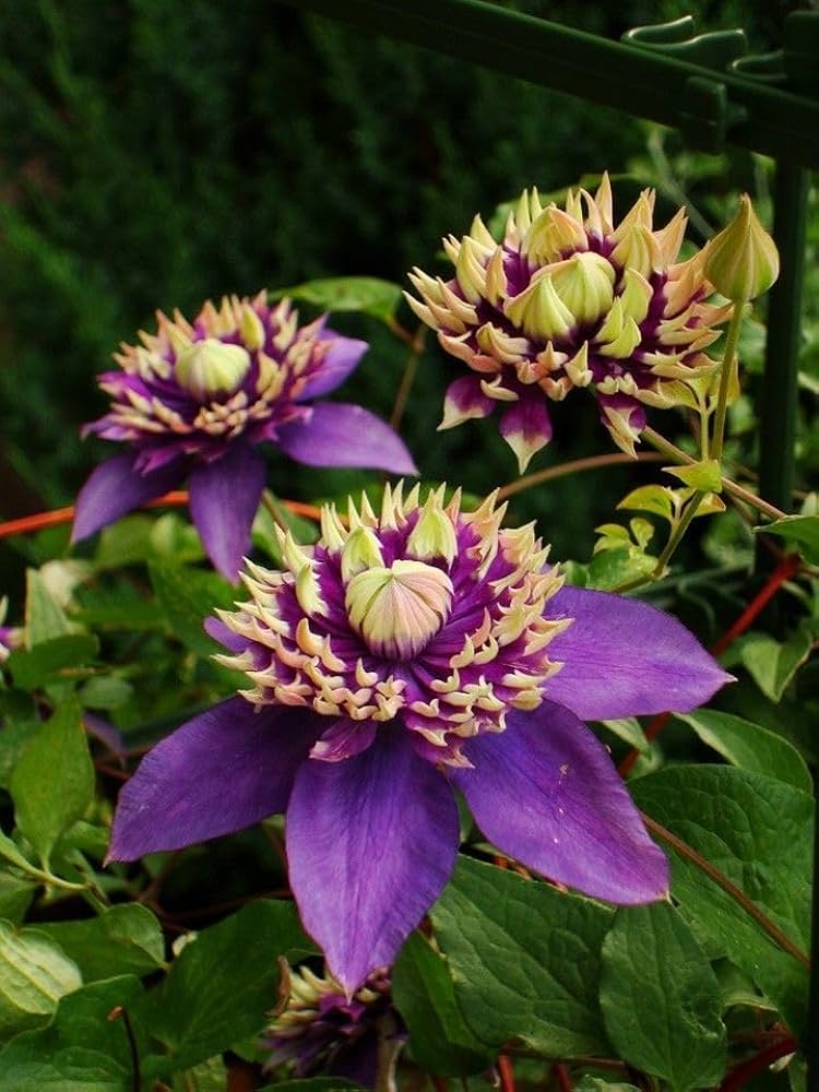Clematis Seeds Clematis for Planting in Flower Bed & Garden