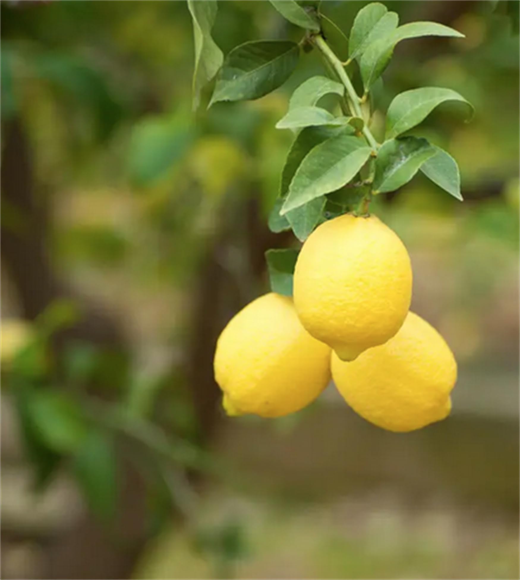 Lemon Tree Seeds – High Survival Rate for Fruitful Bonsai Trees